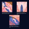 LELO Soraya Wave How To