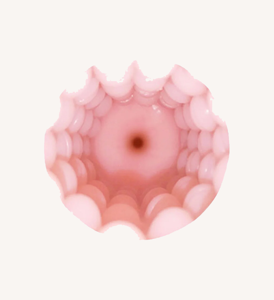 Realistic Sleeve For Lovense Toy
